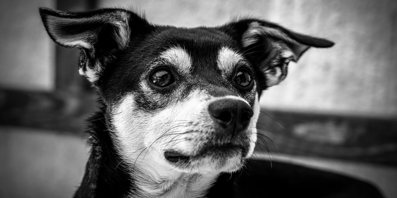 hunde der gør hunde der gør