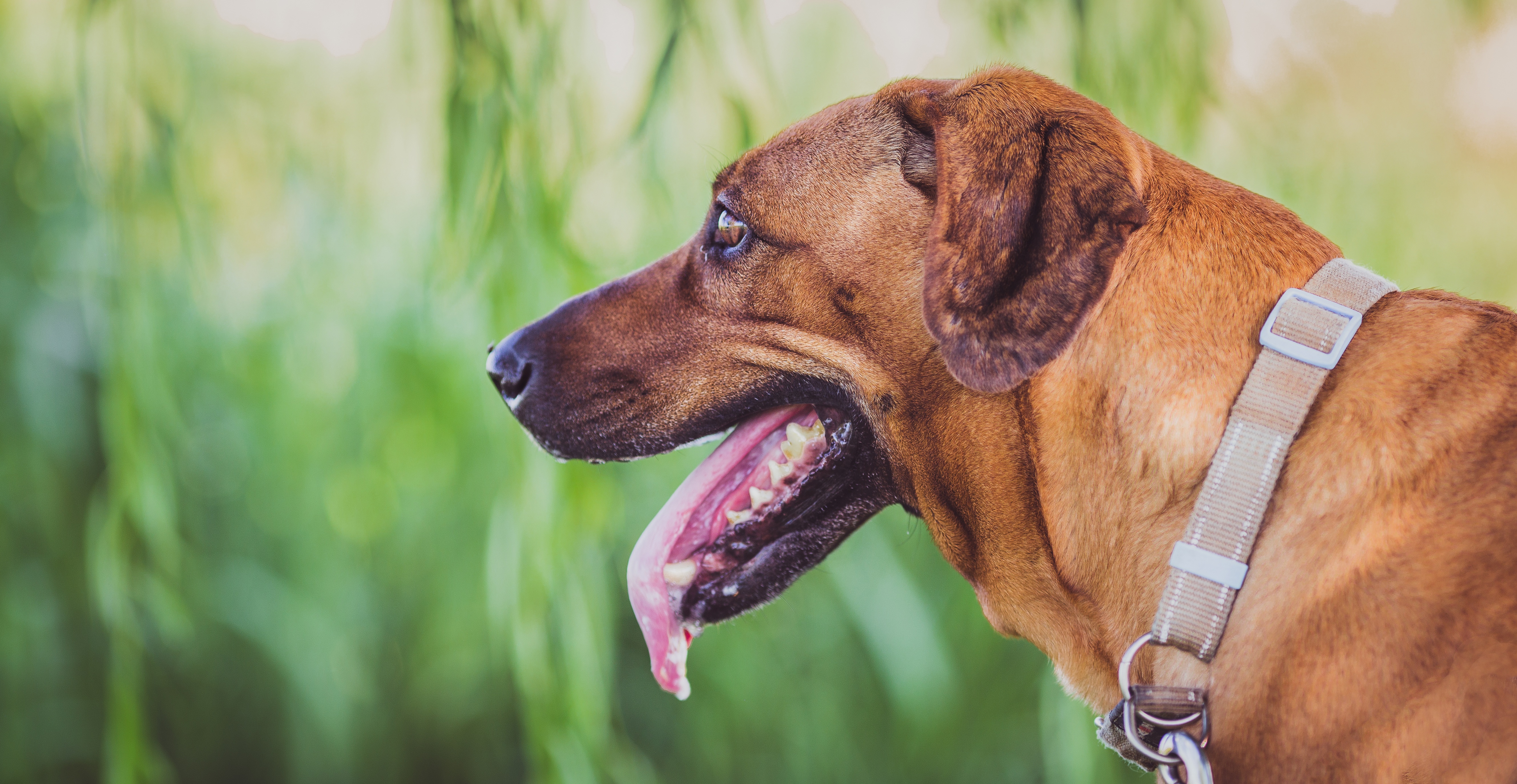 Hvad er symptomer på en nervøs hund? Se dem her!