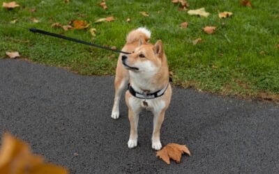 Hund trækker i snoren