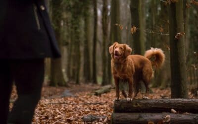 Dominerer eller guider du din hund?