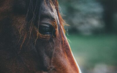 Forstår du din hest men ikke din hund?