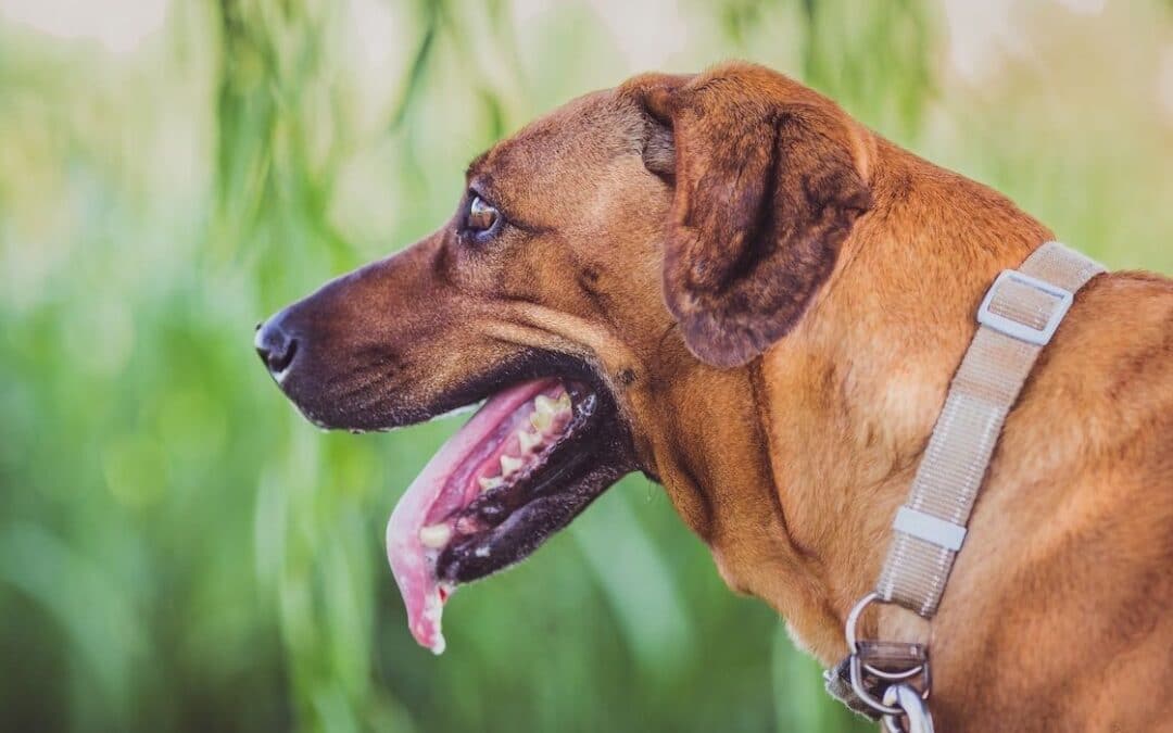 Nervøs hund – hvad er symptomerne?