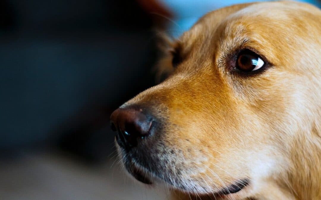 Stresset hund - Disse 10 symptomer må overse Læs mere her