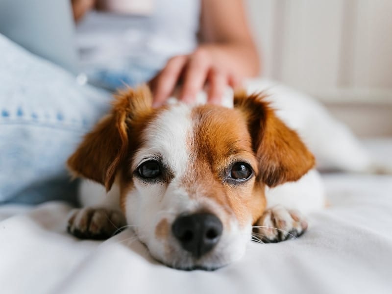 Online hundekursus: Hund i hjemmet – skab et trygt fundament