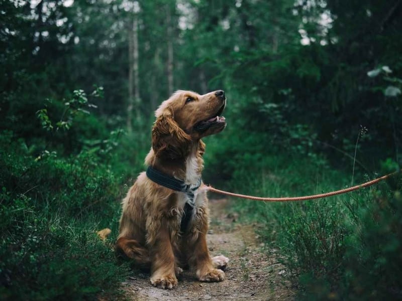 Få din hund til at stoppe med at trække i snoren – online kursus for hundeejere