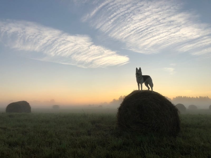 Lovinadogs Kursusportal – tilmeld dig allerede i dag