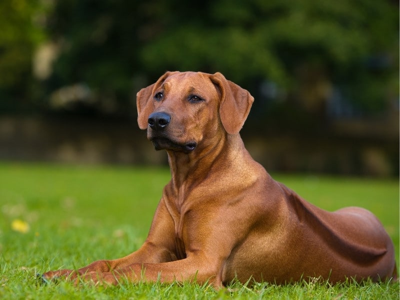 Få din hund til at stoppe med at gø udenfor – online hundekursus