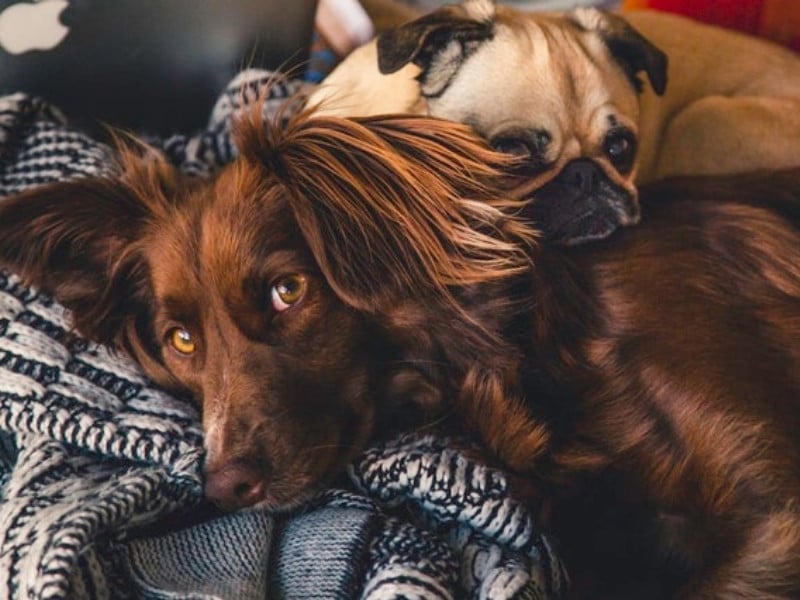 Få din hund til at stoppe med at gø indenfor – online hundekursus