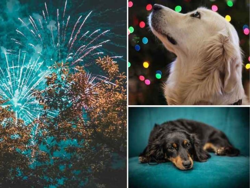 Hunde og høje lyde – sådan hjælper du din hund