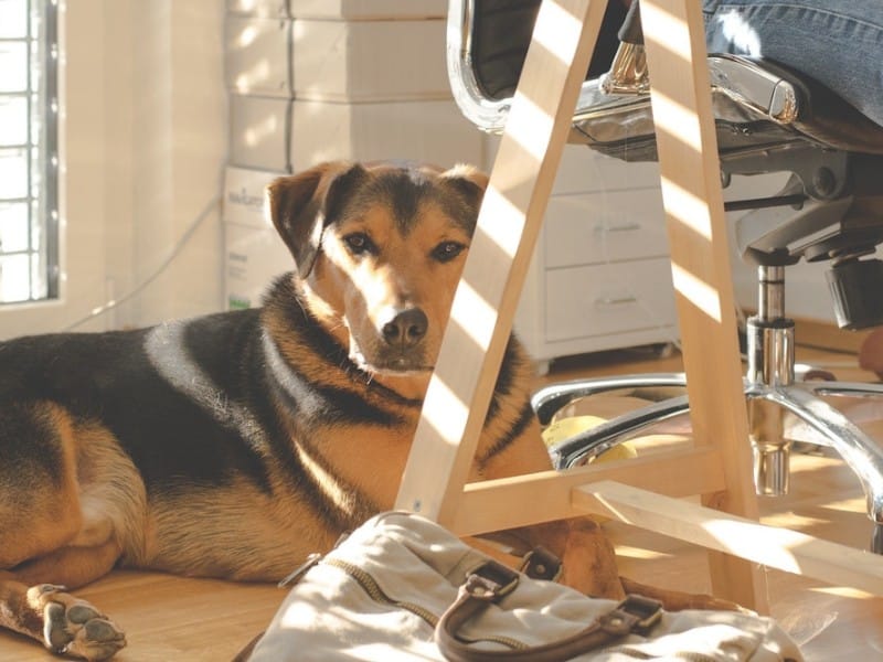 Hundekonsultation per telefon – få hjælp til udfordringerne med din hund