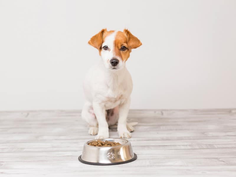 Online hundekursus – din hund og maden