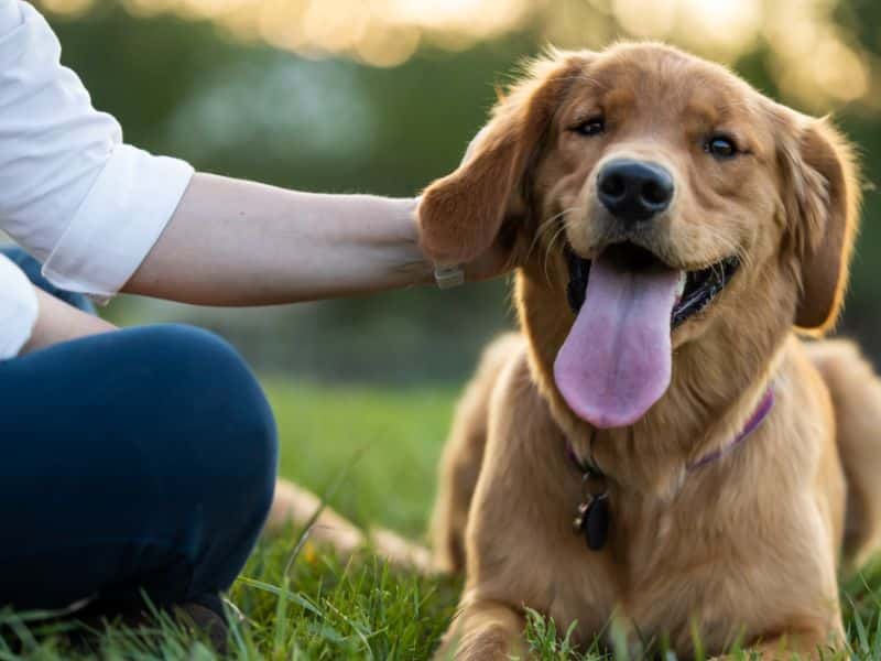 Få din hund til at komme, når du kalder – kursus