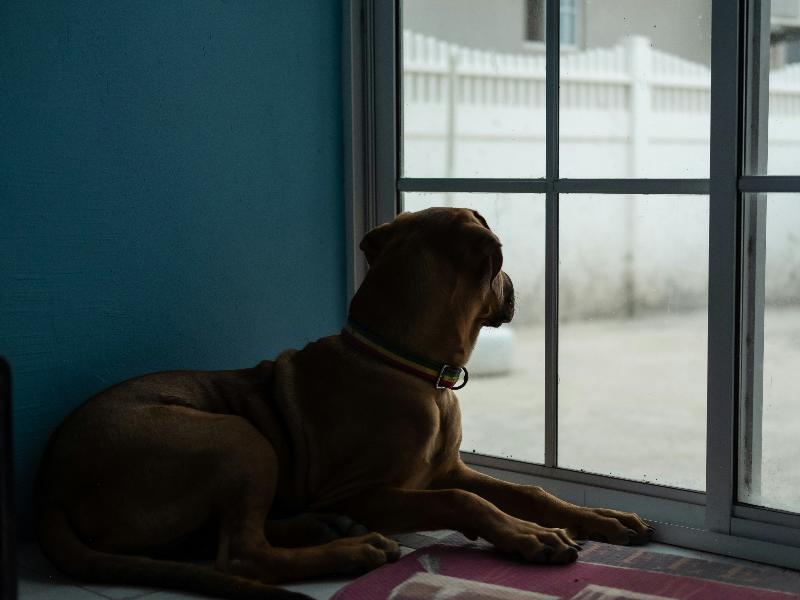 Kursuspakke - få din hund til at stoppe med at gø indenfor og udenfor