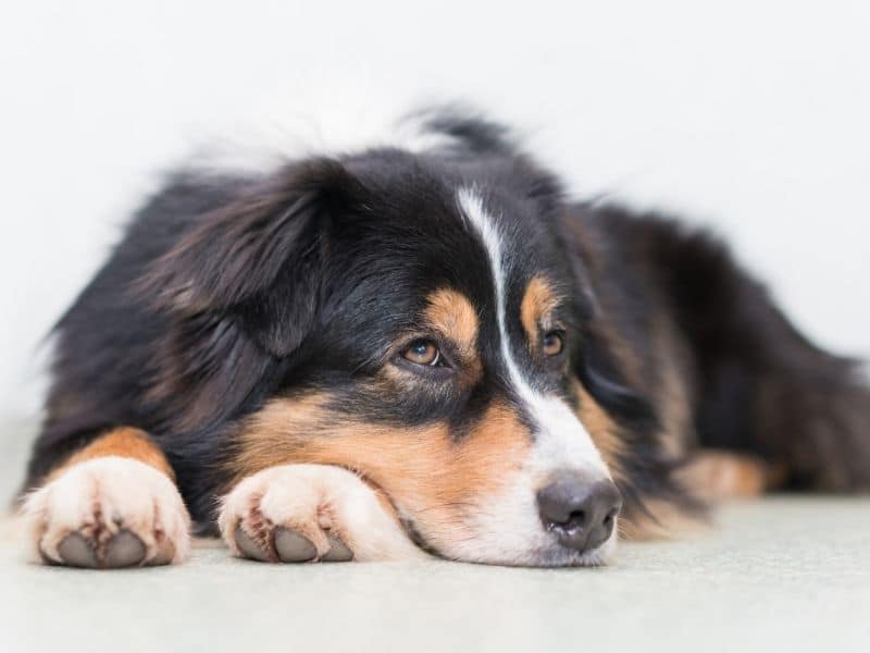 Kursus – tryg hundepasning for alle