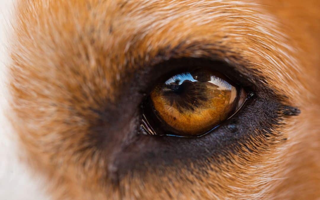 Denne lille ændring i din kommunikation kan give din hund ro