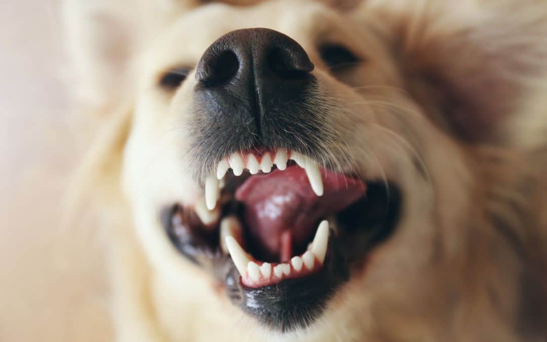 Findes der et quickfix, der kan løse udfordringerne med din hund?