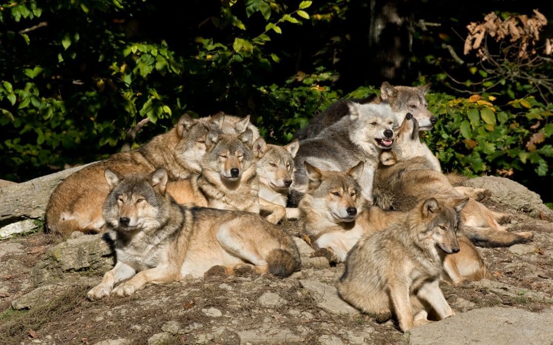 Hunde – flokdyr eller individualister?