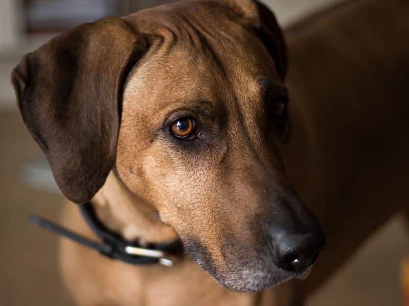 Hundekonsultation per telefon – få hjælp til udfordringerne med din hund