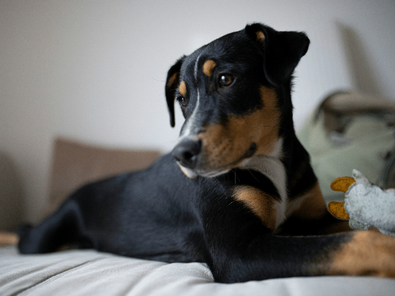 Hundekonsultation per telefon – få hjælp til udfordringerne med din hund